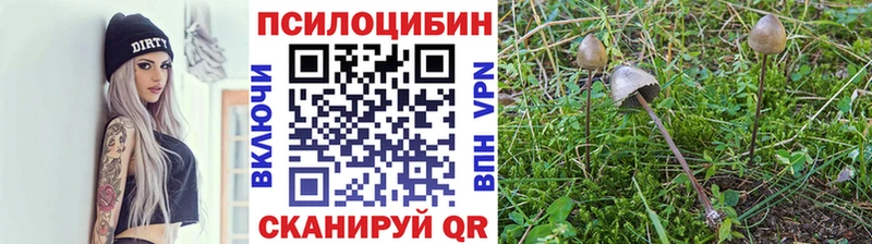 Галлюциногенные грибы Cubensis Сенгилей